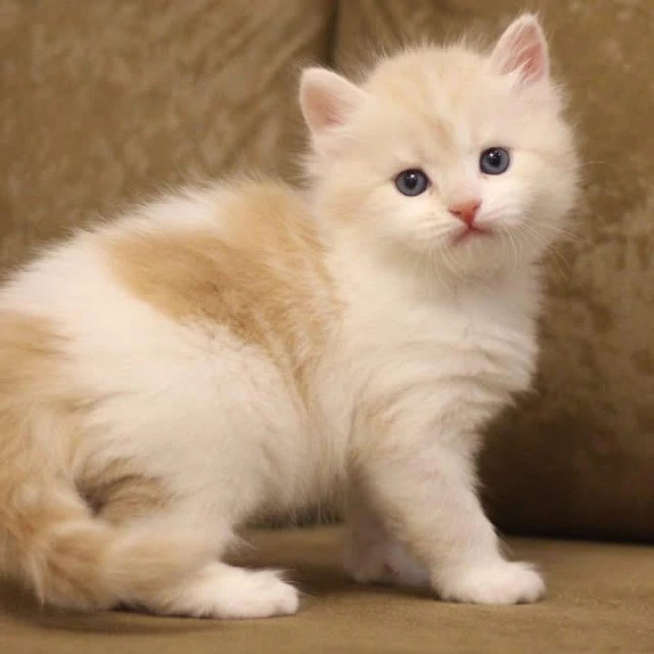 Zeekr Siberian Kittens | Kittens for sale. 