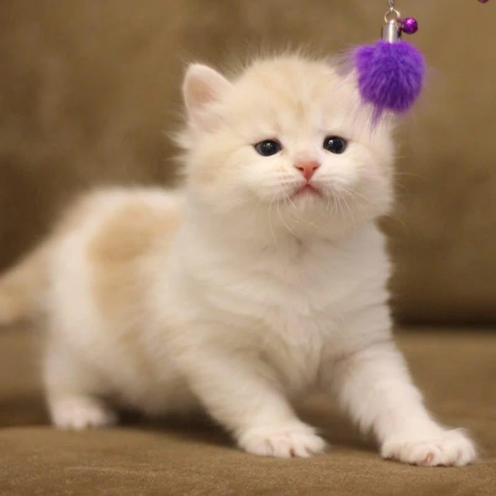 Zeekr Siberian Kittens | Kittens for sale. 