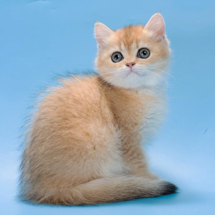 Patsy British Shorthair Kittens | Kittens for sale. 