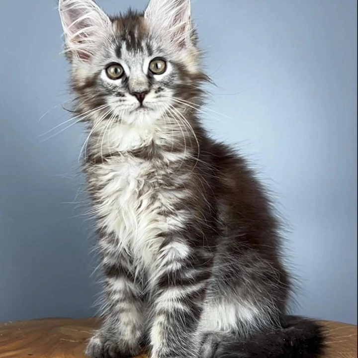 Silva Maine Coon Kittens | Kitten for sale. 