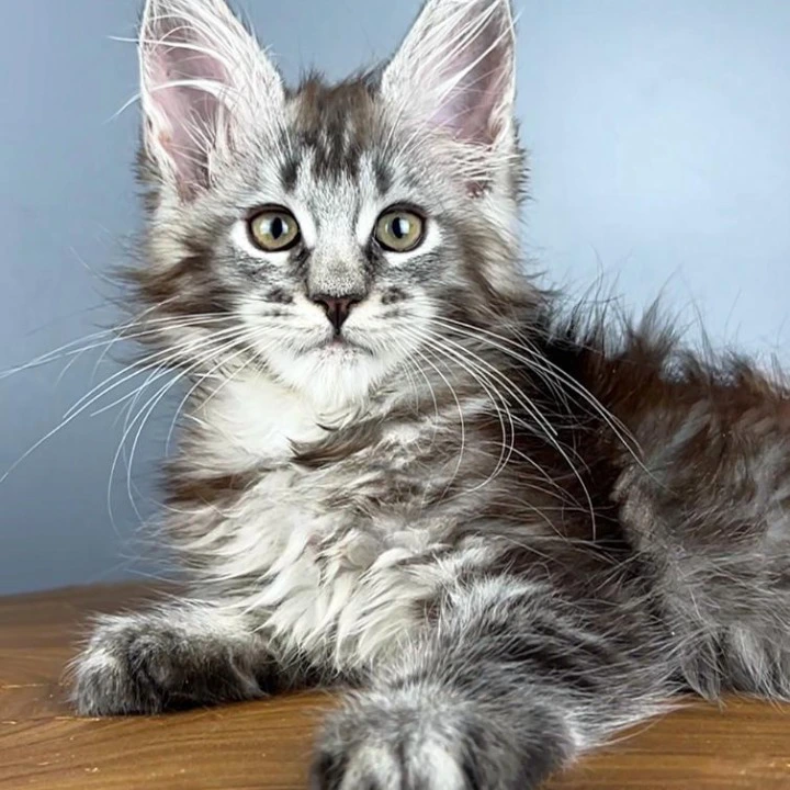 Silva Maine Coon Kittens | Kitten for sale.