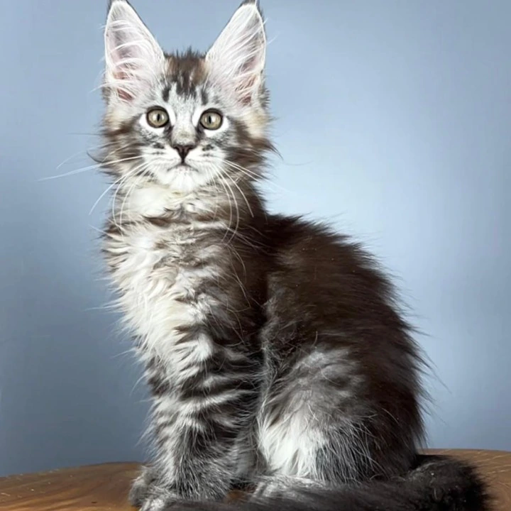 Silva Maine Coon Kittens | Kitten for sale. 