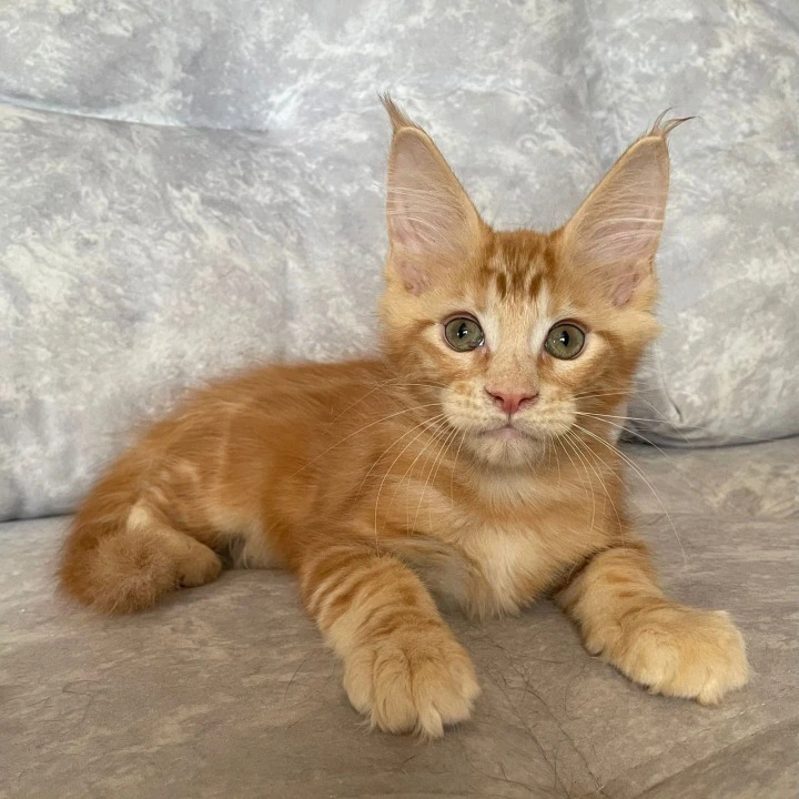 Han Maine Coon Kittens | Kittens for sale. 