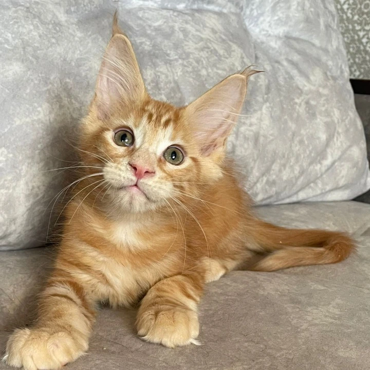 Han Maine Coon Kittens | Kittens for sale. 