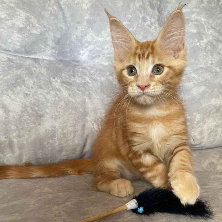 Han Maine Coon Kittens | Kittens for sale. 