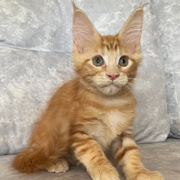 Han Maine Coon Kittens | Kittens for sale. 