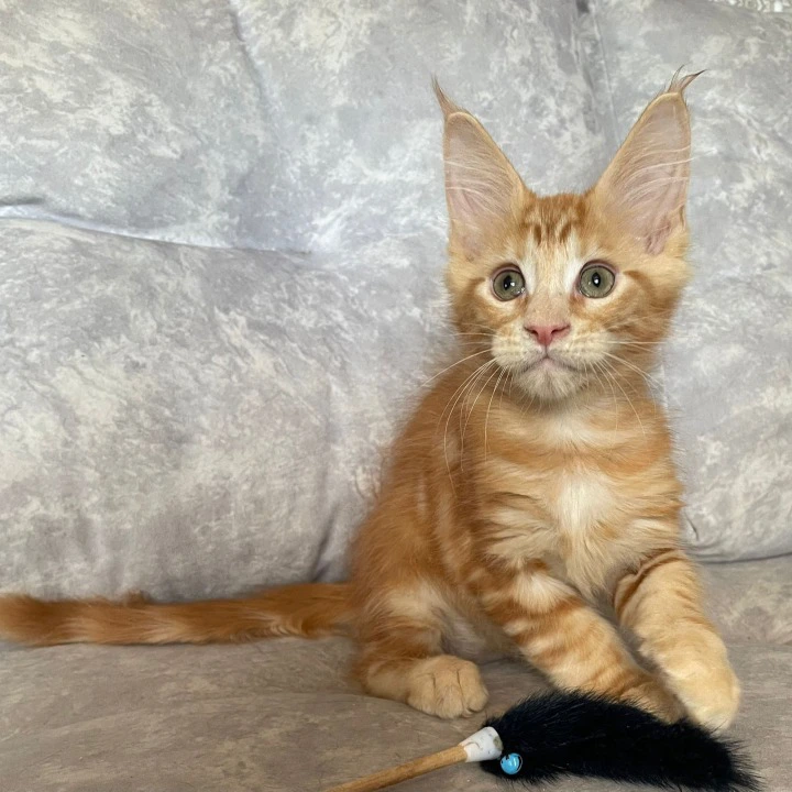 Han Maine Coon Kittens | Kittens for sale. 