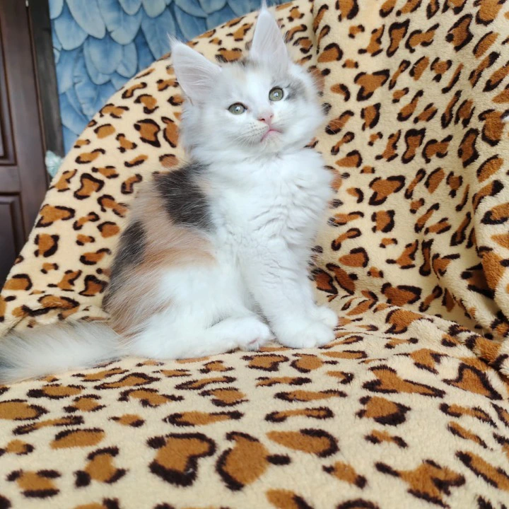 Fainy Maine Coon Kittens | Buy a kitten. 