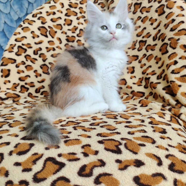 Fainy Maine Coon Kittens | Buy a kitten. 