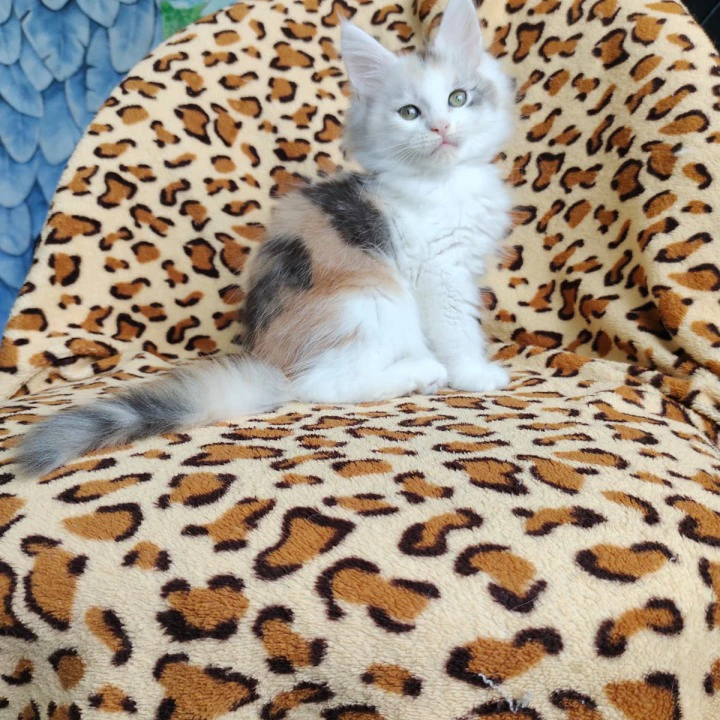 Fainy Maine Coon Kittens | Buy a kitten. 