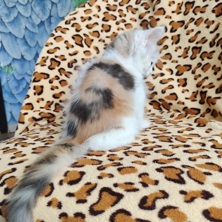 Fainy Maine Coon Kittens | Buy a kitten. 