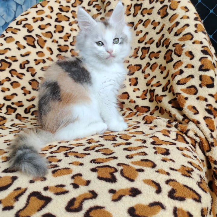 Fainy Maine Coon Kittens | Buy a kitten. 