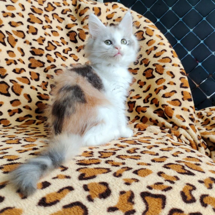 Fainy Maine Coon Kittens | Buy a kitten. 