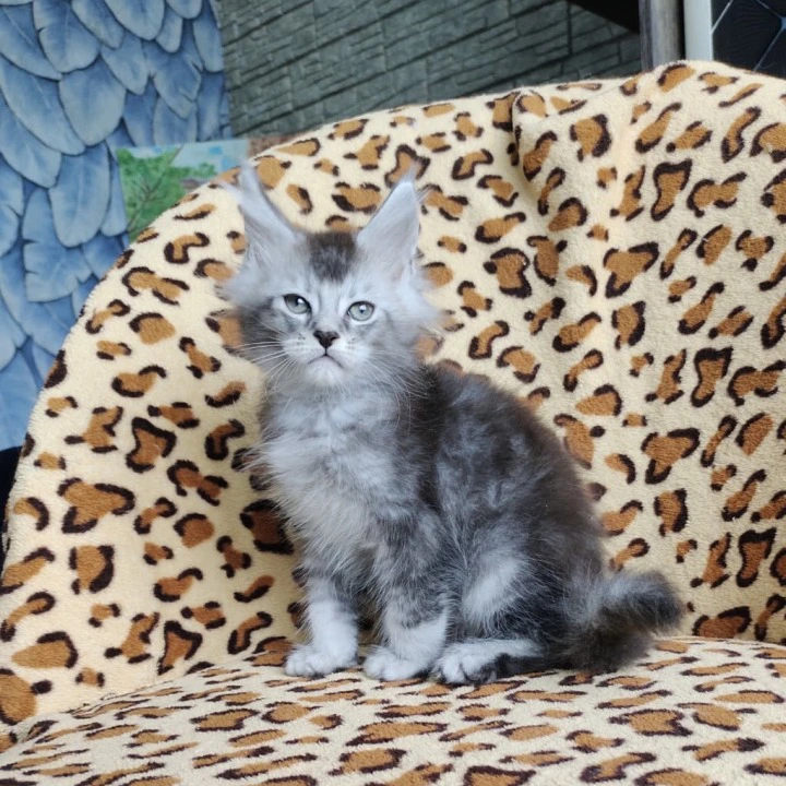 Faust Maine Coon Kittens | Kitten for sale. 