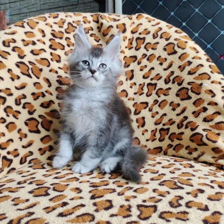 Faust Maine Coon Kittens | Kitten for sale.