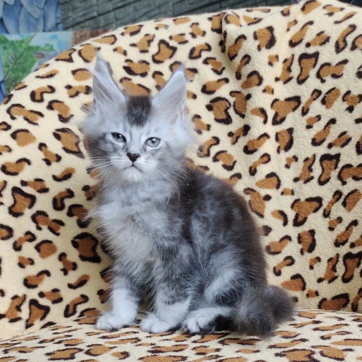 Faust Maine Coon Kittens | Kitten for sale.