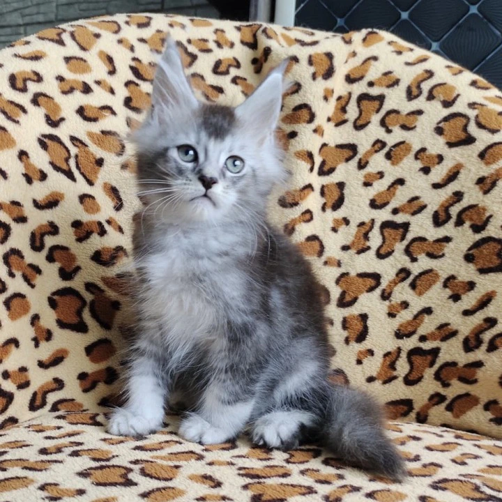 Faust Maine Coon Kittens | Kitten for sale. 