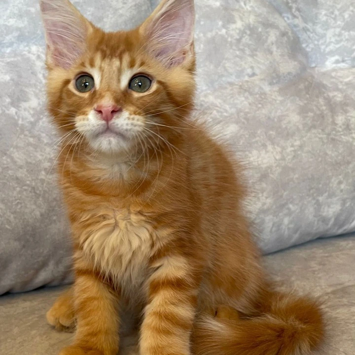 Rocky Maine Coon Kittens | Kittens for sale. 