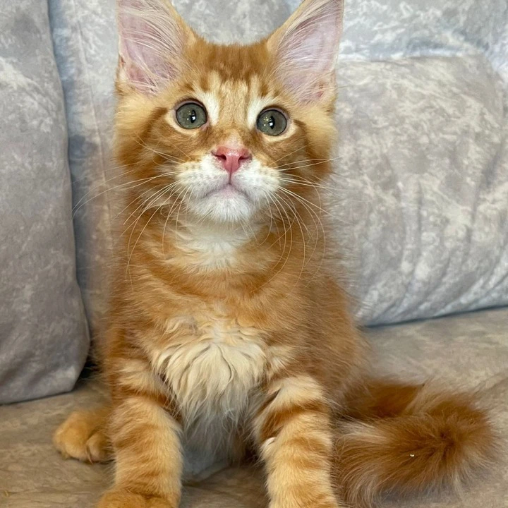 Rocky Maine Coon Kittens | Kittens for sale.
