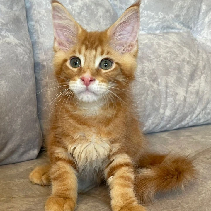 Rocky Maine Coon Kittens | Kittens for sale.