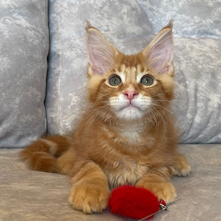 Rocky Maine Coon Kittens | Kittens for sale.