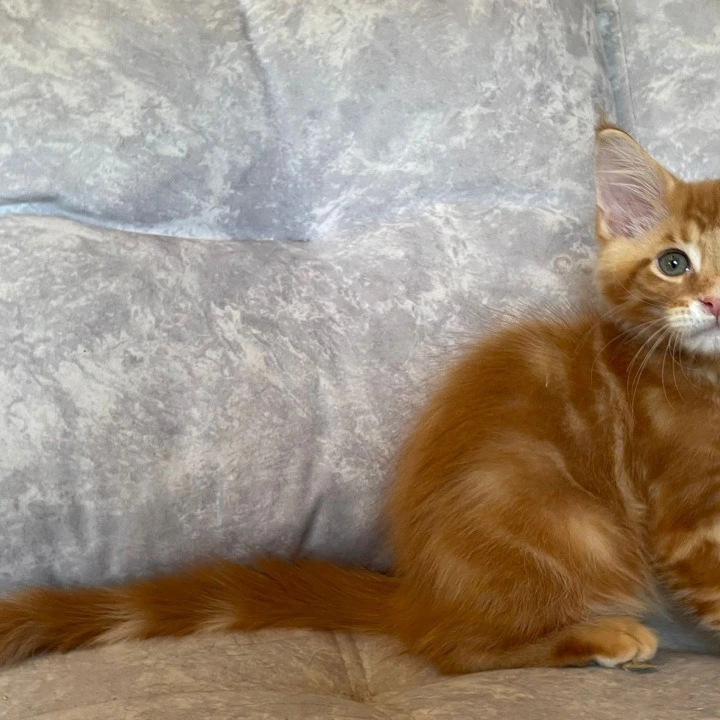 Rocky Maine Coon Kittens | Kittens for sale. 
