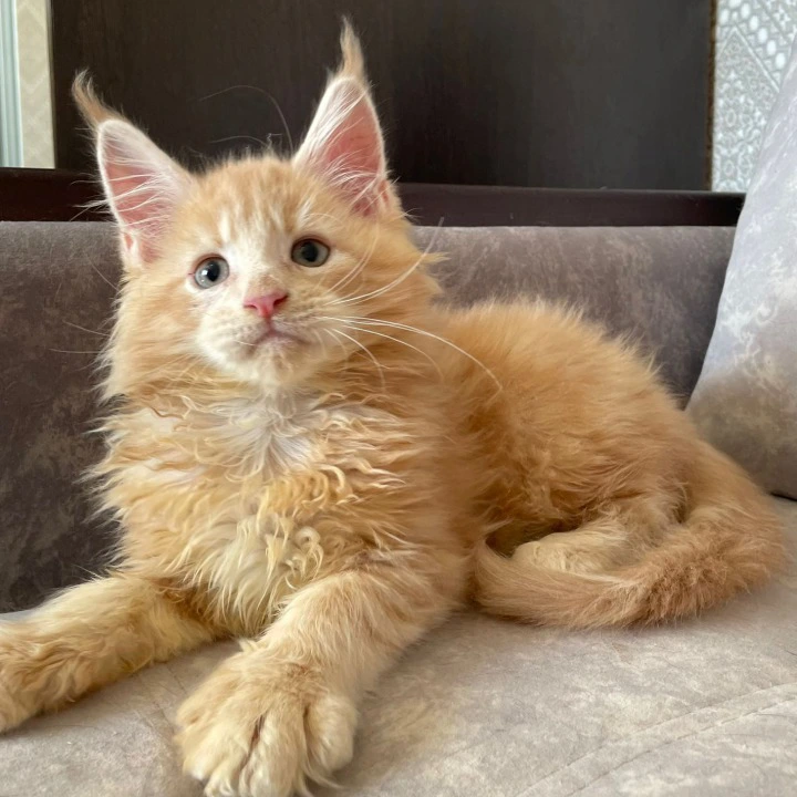 Irbis Maine Coon Kittens | Buy a kitten. 