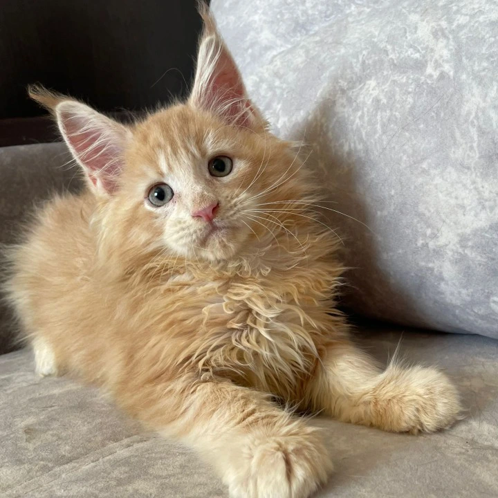 Irbis Maine Coon Kittens | Buy a kitten. 