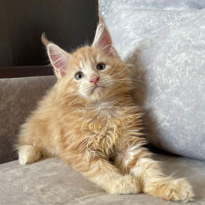Irbis Maine Coon Kittens | Buy a kitten. 
