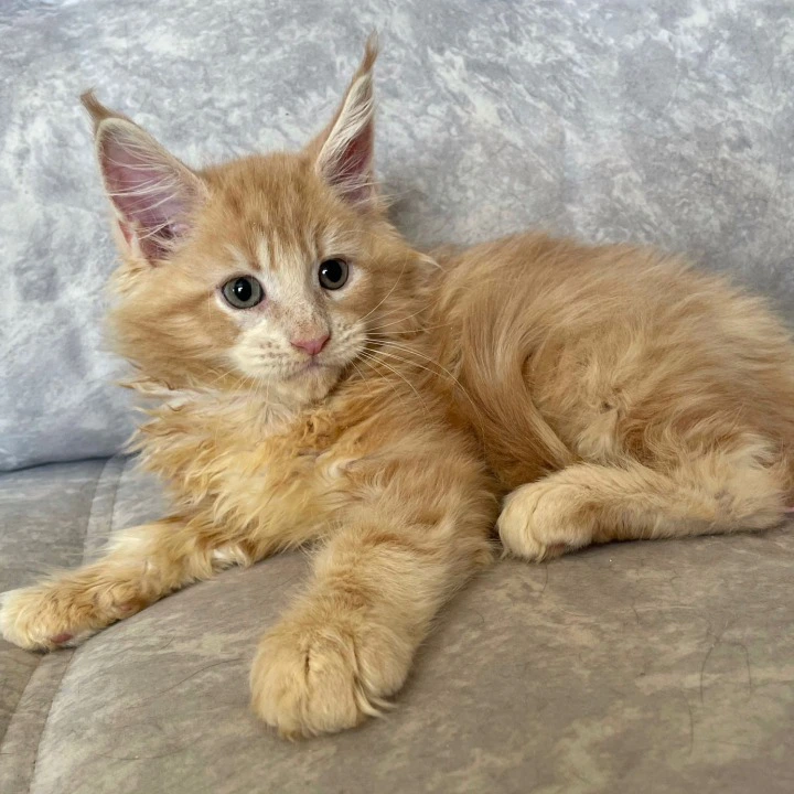 Irbis Maine Coon Kittens | Buy a kitten. 