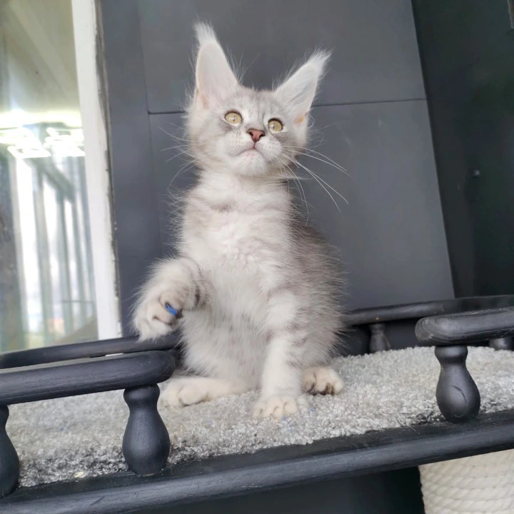 Еvans Maine Coon Kittens | Kittens for sale. 