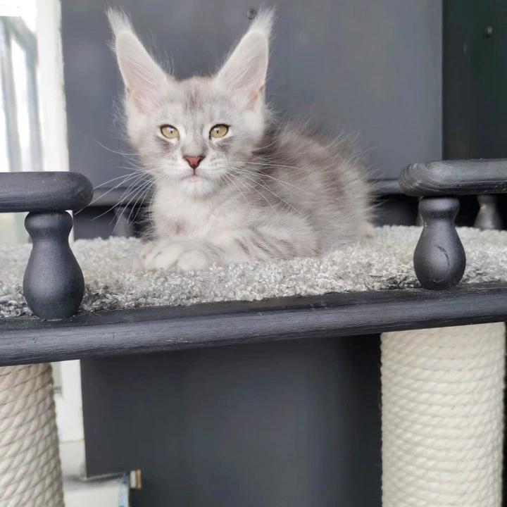 Еvans Maine Coon Kittens | Kittens for sale. 
