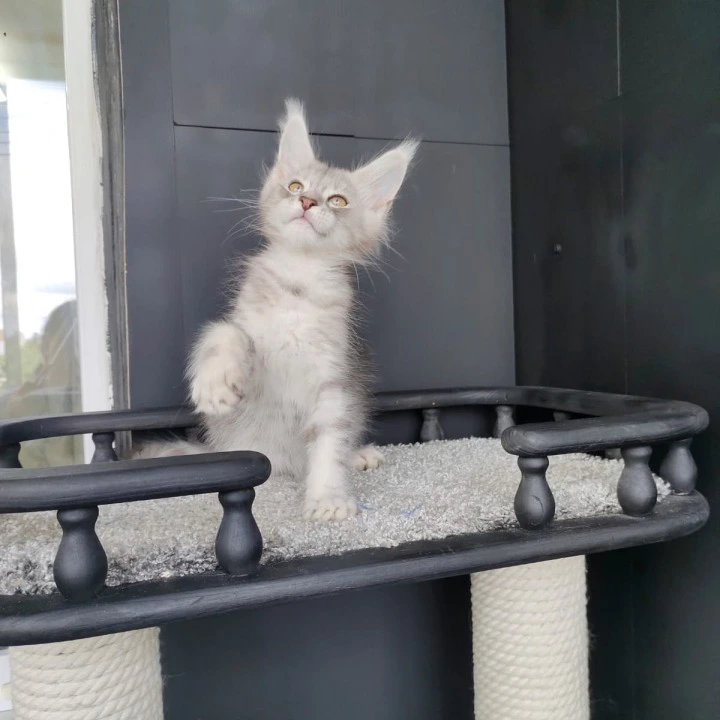 Еvans Maine Coon Kittens | Kittens for sale. 