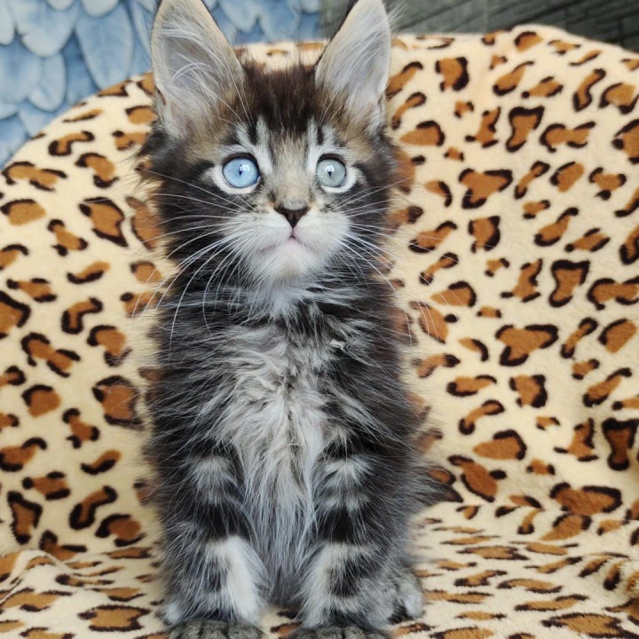 Fanphar Maine Coon Kittens | Kitten for sale. 