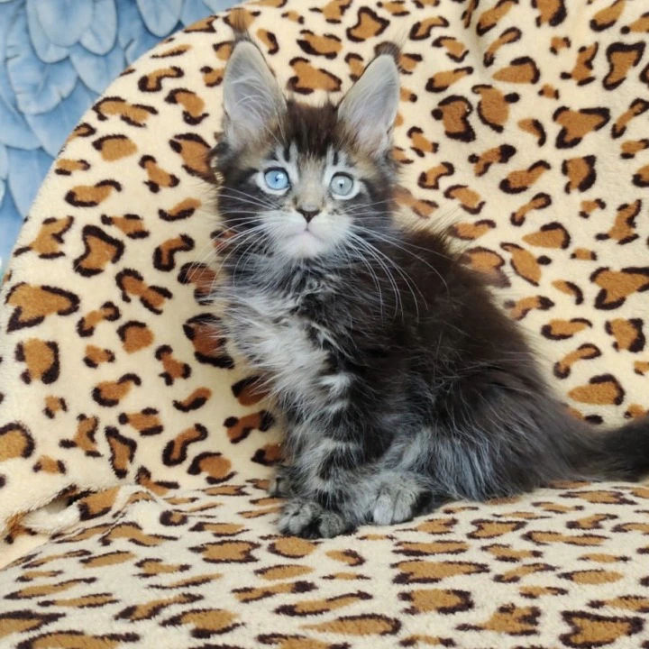 Fanphar Maine Coon Kittens | Kitten for sale. 