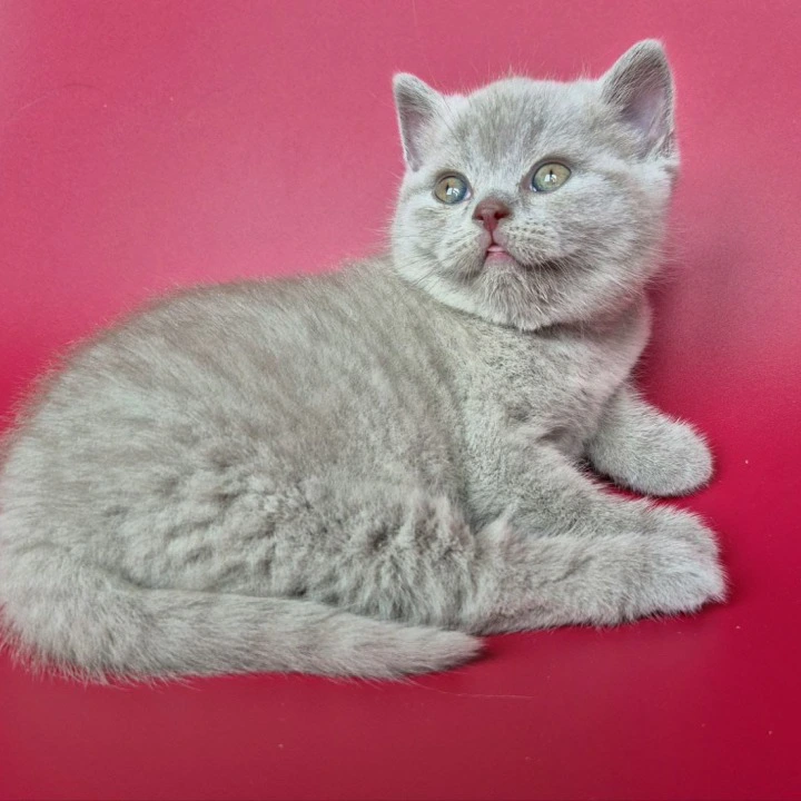Harley British Shorthair Kittens | Kittens for sale. 