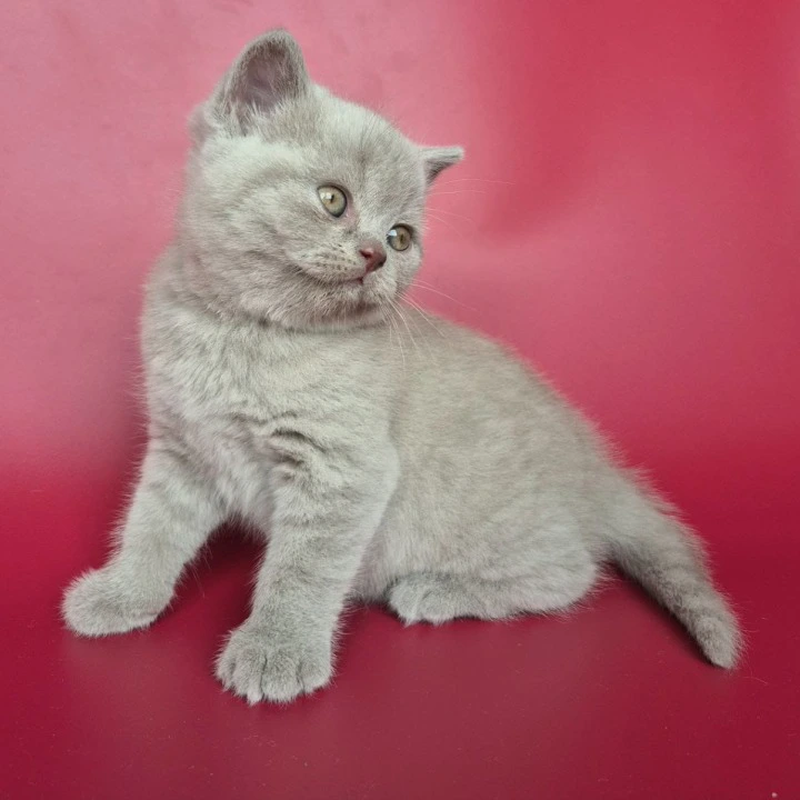 Harley British Shorthair Kittens | Kittens for sale.