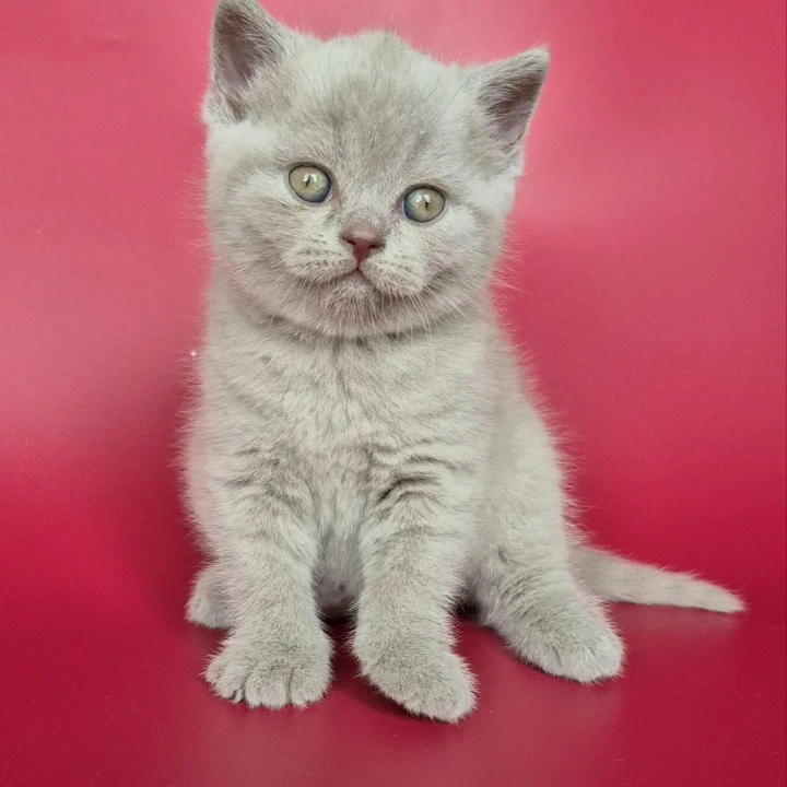 Harley British Shorthair Kittens | Kittens for sale.