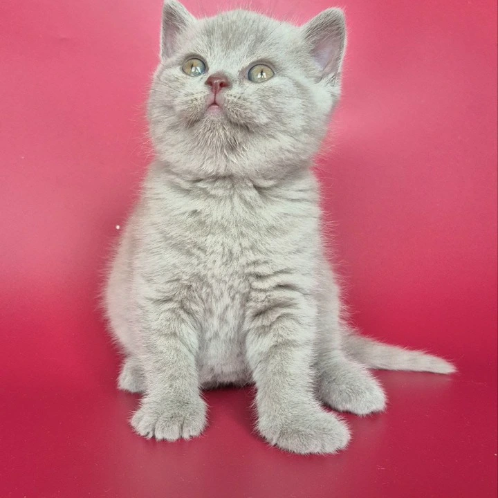 Harley British Shorthair Kittens | Kittens for sale.