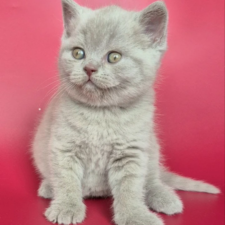Harley British Shorthair Kittens | Kittens for sale.