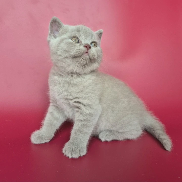 Harley British Shorthair Kittens | Kittens for sale. 