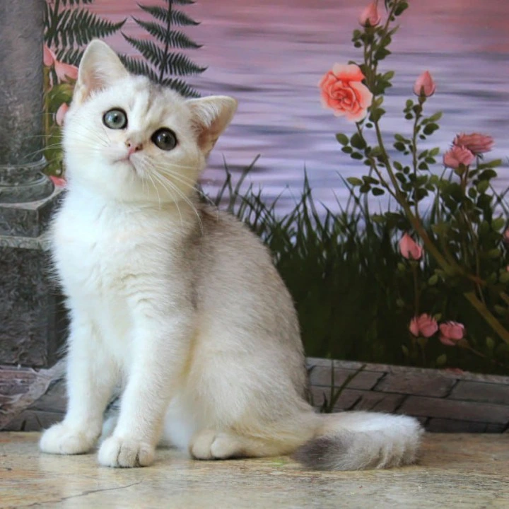 Kasper British Shorthair Kittens | Kitten for sale. 
