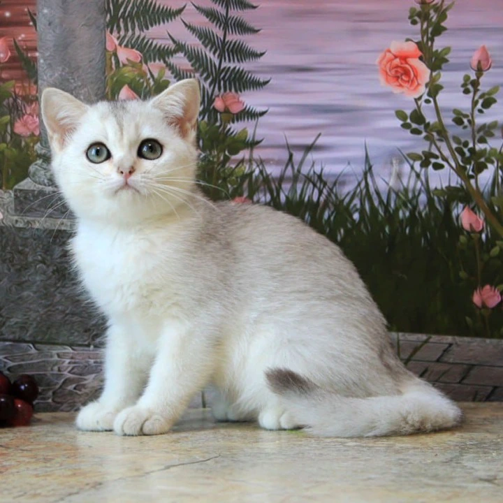 Kasper British Shorthair Kittens | Kitten for sale.