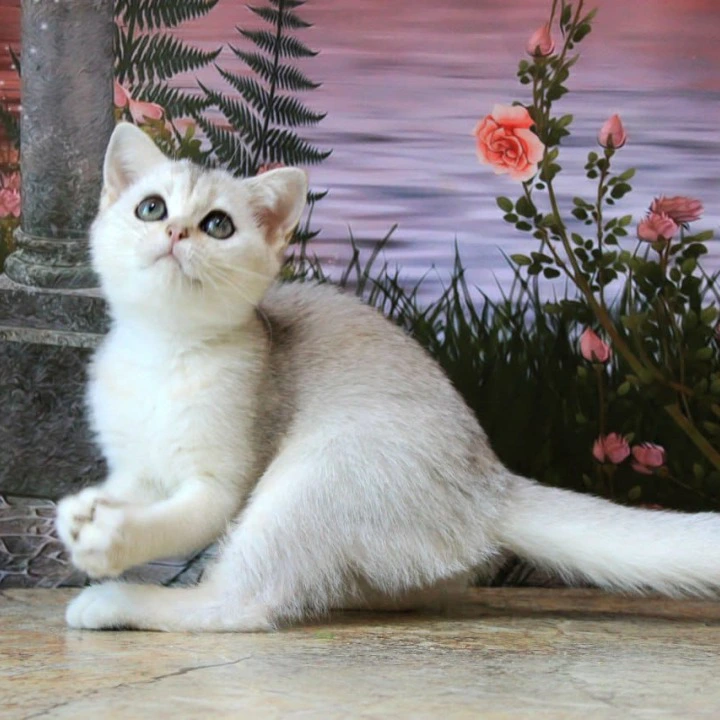 Kasper British Shorthair Kittens | Kitten for sale.