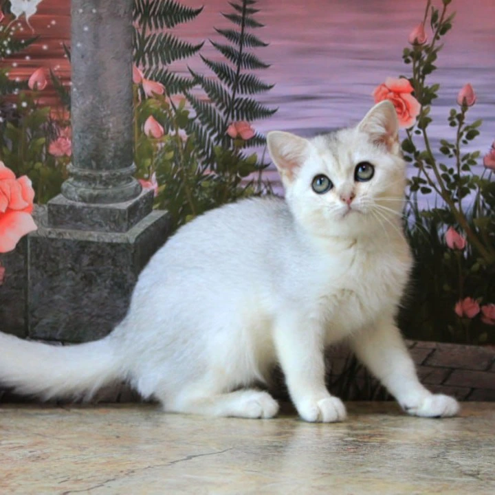 Kasper British Shorthair Kittens | Kitten for sale.