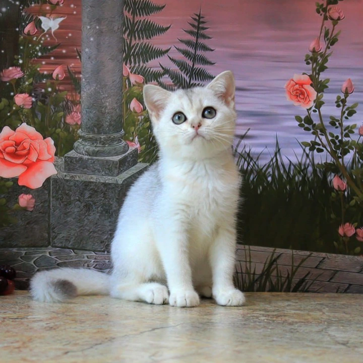 Kasper British Shorthair Kittens | Kitten for sale.