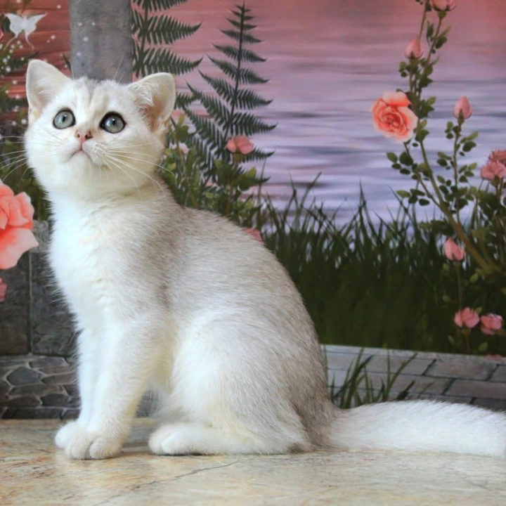 Kasper British Shorthair Kittens | Kitten for sale. 