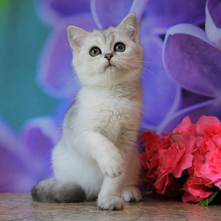 Kosmos British Shorthair Kittens | Kittens for sale. 
