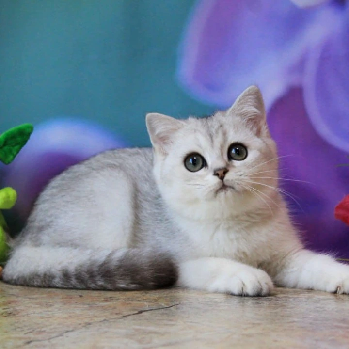 Kosmos British Shorthair Kittens | Kittens for sale. 