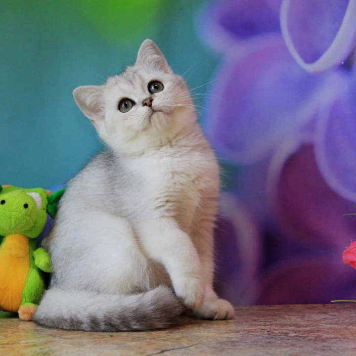 Keks British Shorthair Kittens | Buy a kitten. 